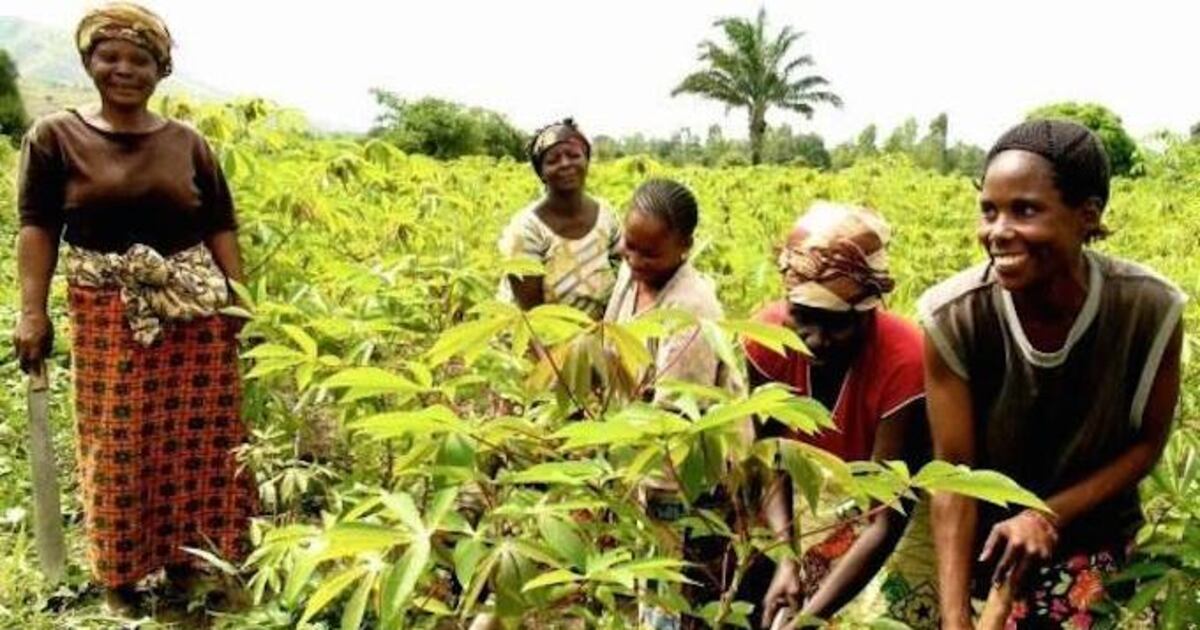 AMIDERA bdjzvdx7wzfibi5n3ommk63qum